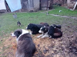 Štěňata border kolie