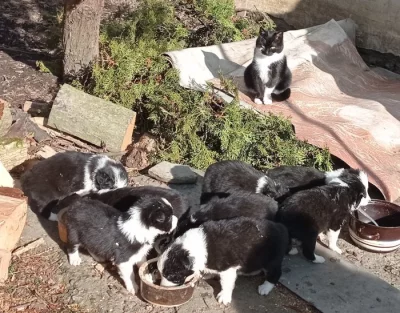 Štěňata border kolie