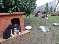 Štěňata border kolie