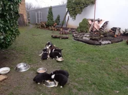 Štěňata border kolie