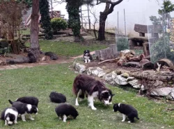 Štěňata border kolie