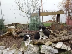 Štěňata border kolie