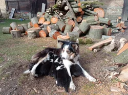 Štěňata border kolie