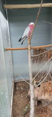 Prodám KAKADU RŮŽOVÝ 1.0.23