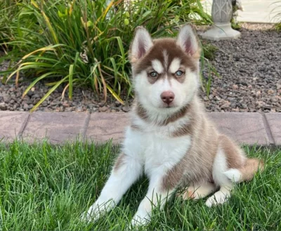 Čistokrevná štěňata sibiřského huskyho