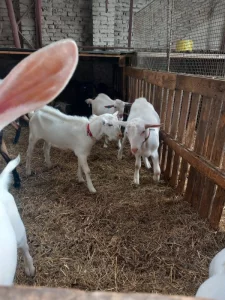 Prodám plemenné kozlíky