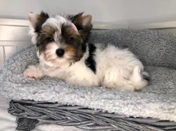 Jorkširský teriér s PP - fenky