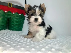 Jorkširský teriér s PP - fenky