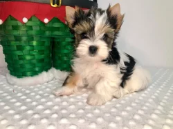 Jorkširský teriér s PP - fenky