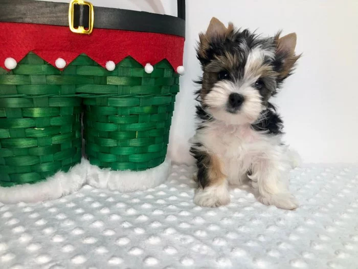 Jorkširský teriér s PP - fenky