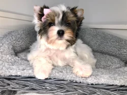 Jorkširský teriér s PP - fenky