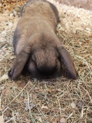 Zakrslý beran durynský