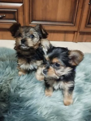 Yorkšírský teriér - 2 volné fenky