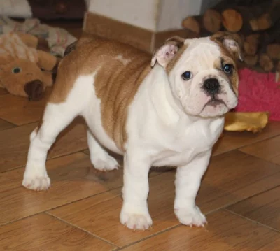 Anglický buldok s PP
