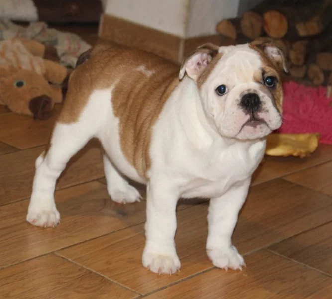 Anglický buldok s PP