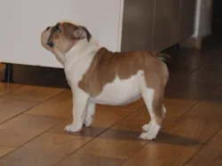 Anglický buldok s PP