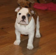 Anglický buldok s PP