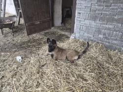 Nabizim pejska belgickeho ovčáka s PP