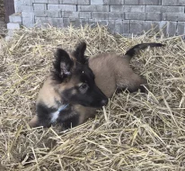 Nabizim pejska belgickeho ovčáka s PP