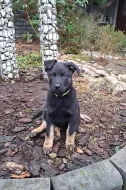 Německý ovčák - štěňátka