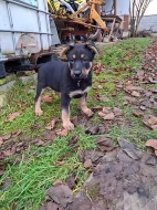 Německý ovčák - štěňátka