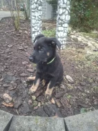 Německý ovčák - štěňátka