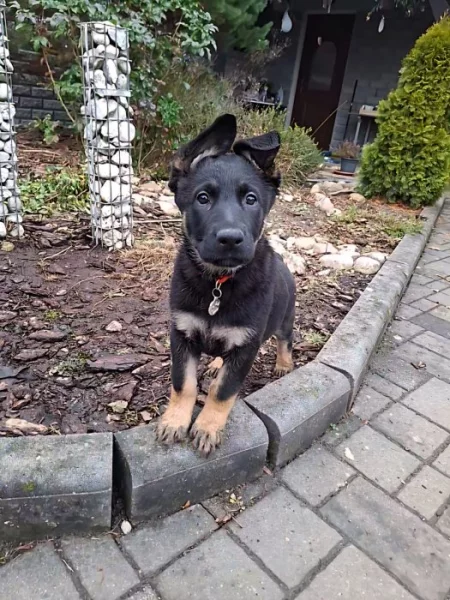 Německý ovčák - štěňátka