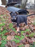 Německý ovčák - štěňátka