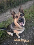 Německý ovčák - štěňátka