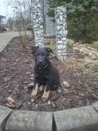 Německý ovčák - štěňátka