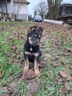 Německý ovčák - štěňátka