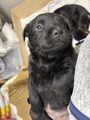 Štěňátka rotvajler x černý pes atletické postavy