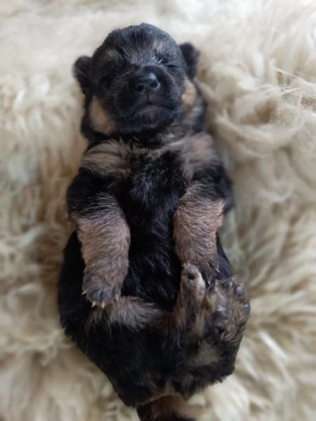 ŠTĚŇÁTKA NĚMECKÉHO OVČÁKA TYPU REX