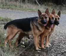 ŠTĚŇÁTKA NĚMECKÉHO OVČÁKA TYPU REX