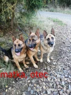 ŠTĚŇÁTKA NĚMECKÉHO OVČÁKA TYPU REX