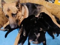 ŠTĚŇÁTKA NĚMECKÉHO OVČÁKA TYPU REX