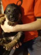 ŠTĚŇÁTKA NĚMECKÉHO OVČÁKA TYPU REX