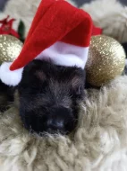 ŠTĚŇÁTKA NĚMECKÉHO OVČÁKA TYPU REX