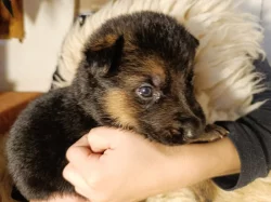 ŠTĚŇÁTKA NĚMECKÉHO OVČÁKA TYPU REX