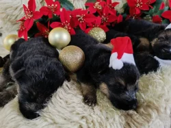 ŠTĚŇÁTKA NĚMECKÉHO OVČÁKA TYPU REX