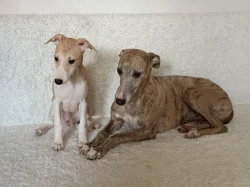 Vipet /Whippet/ - štěňata s PP