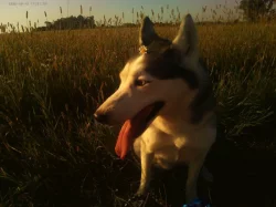 Sibiřský husky (čistokrevná)