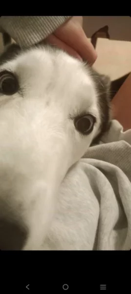 Sibiřský husky (čistokrevná)