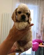 Štěňátka kokršpaněla