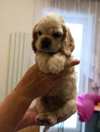 Štěňátka kokršpaněla