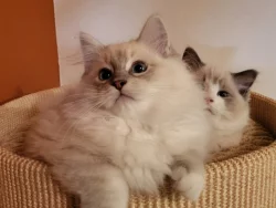 Ragdoll koťata s PP