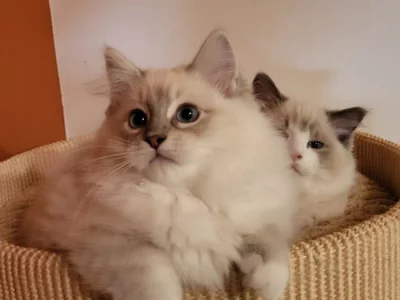 Ragdoll koťata s PP
