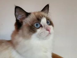 Ragdoll koťata s PP