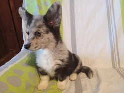 Welsh Corgi - fenečka