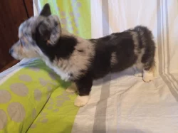 Welsh Corgi - fenečka